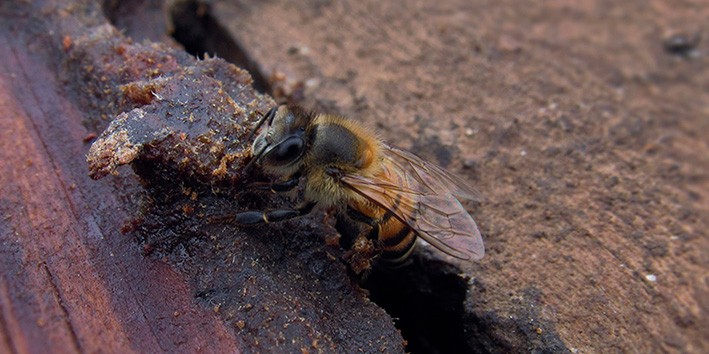 Pneumonia outras alternativas propolis imunidade